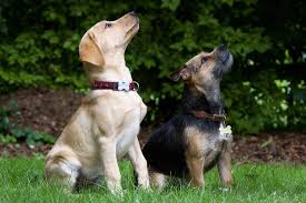 Tips for Dog Training